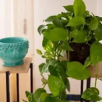 Apartman Nacara *